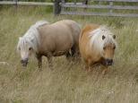 Picture of Kilcummer Palomino Prudence SUCH, Diplom 42p, prem GI 